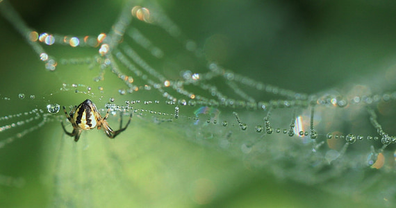 yellow and black spider on cobweb selective focus photography thumbnail