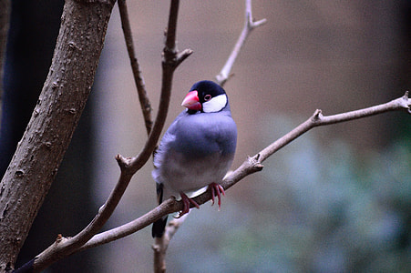 bird perched on branch thumbnail