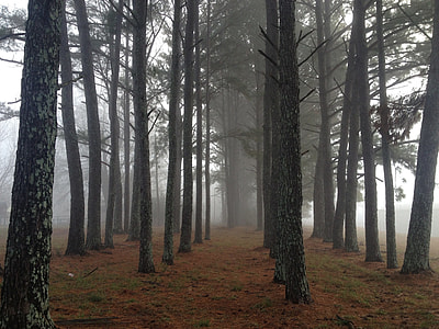 black bare trees with mist thumbnail