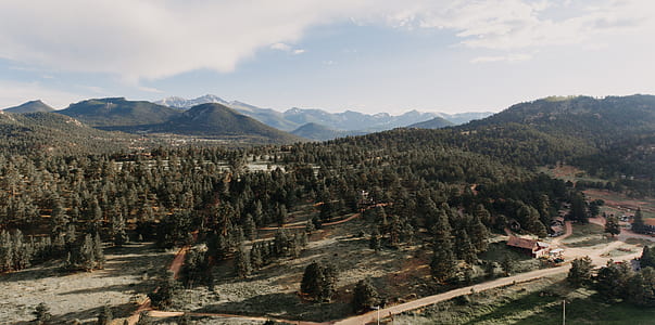 bird's-eye view of trees during daytime thumbnail