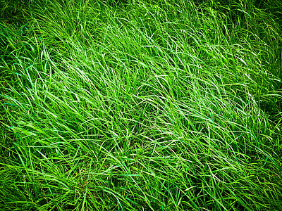 close-up photo of green grass thumbnail