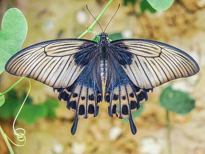 shallow focus photo of black and brown butterfly on green leaf during daytime thumbnail