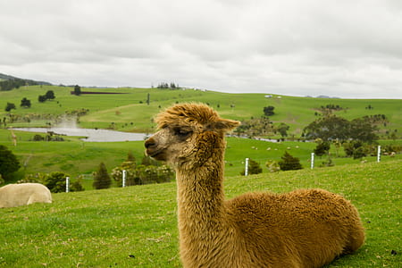 selective focus photography of lama on green grass field at daytime thumbnail