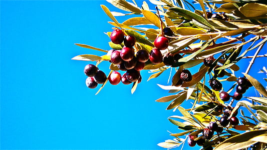photography of fruit tree under calm sky thumbnail