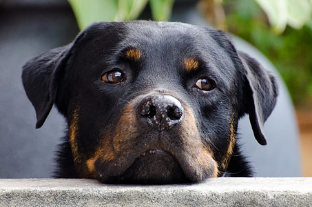 Mahogany Rottweiler face shown thumbnail