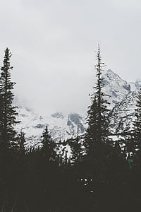 pine trees near snow mountain thumbnail