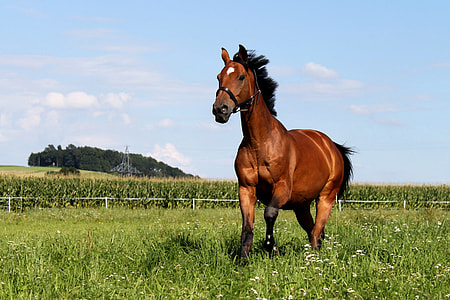 red stallion running on green grasses thumbnail