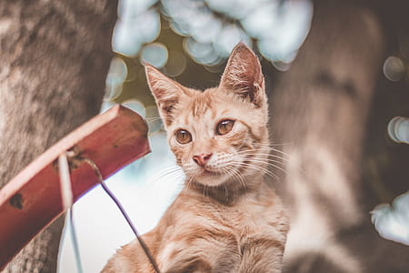 light, animal, pet, cute thumbnail