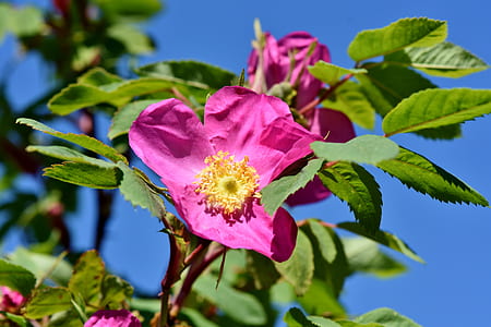 pink flowers with green leaves thumbnail