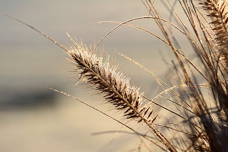 close up photo of brown grass thumbnail