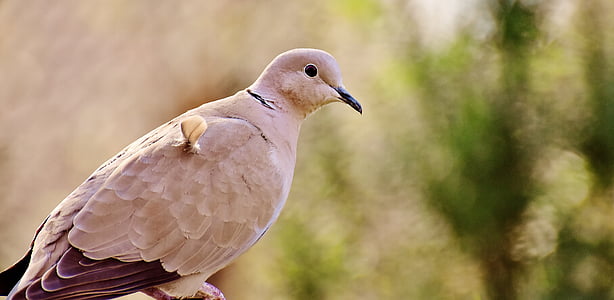 white bird thumbnail