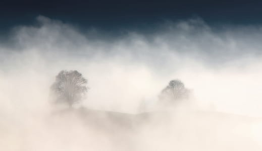 two trees with fogs thumbnail
