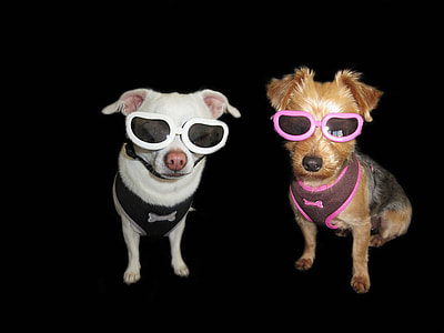 two short-coated white and brown puppies wearing sunglasses thumbnail