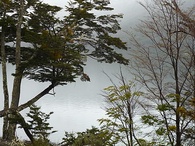 green trees beside body of water thumbnail