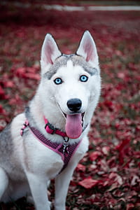 adult gray and white Siberian husky with red collar on focus photo thumbnail