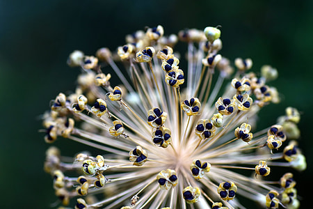 beige-and-black flower seed head in close-up photography thumbnail