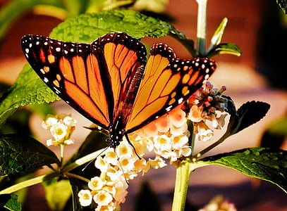 closeup photography of monarch butterfly perched on yellow petaled flower thumbnail