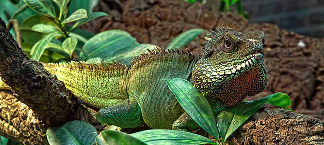 green and brown iguana on brown tree thumbnail