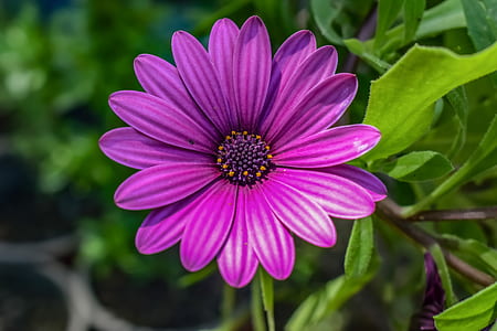 purple African daisy blooming at daytime thumbnail