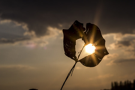 silhouette of plant macro photography under cloudy sky thumbnail
