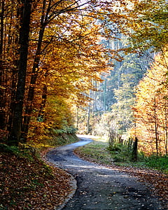 road between autumn trees thumbnail
