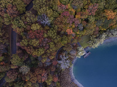 aerial photography of trees thumbnail
