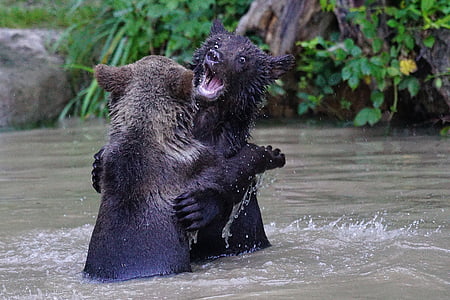 two black bear fighting thumbnail