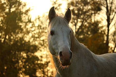 white horse standing during sunset thumbnail