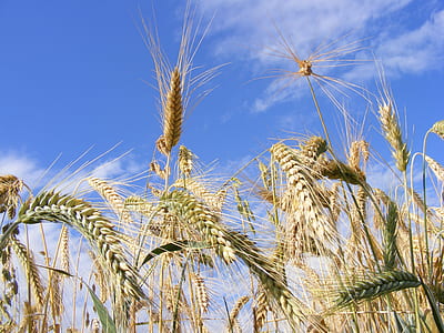 close-up photography of wheat plant under clear blue sky during daytime thumbnail