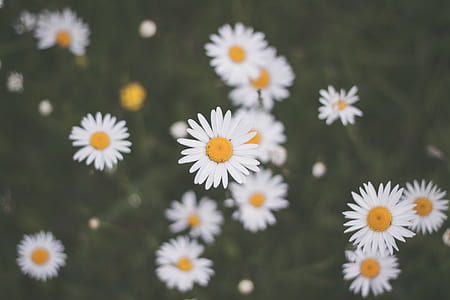 selective focus photo of white daisy flowers thumbnail