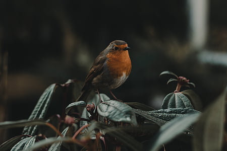 shallow focus photography of orange and gray bird thumbnail