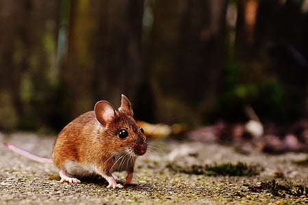 brown mouse on land thumbnail