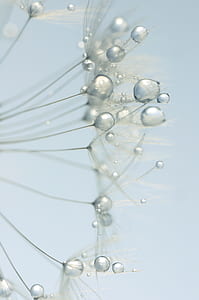 macro photography of water dew on dandelion thumbnail