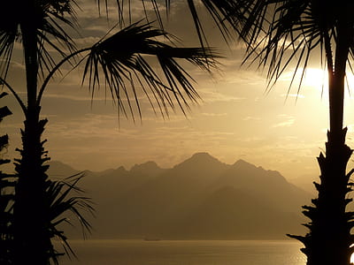 silhouette of misty mountain in between silhouette of two palm trees thumbnail