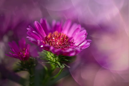 selective focus photography of pink petaled flower thumbnail