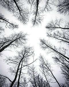 Leafless Trees Under White Sky thumbnail
