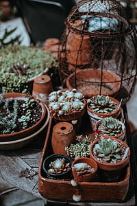 succulent plants lot thumbnail