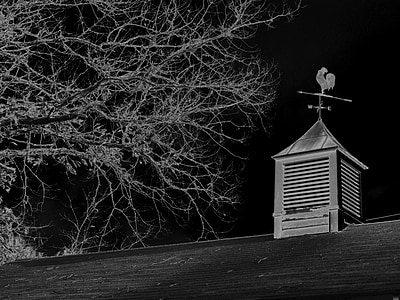 grayscale picture of windvane on roof near withered tree thumbnail