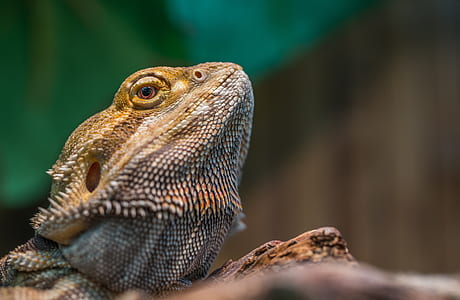 close-up photography of brown iguana thumbnail