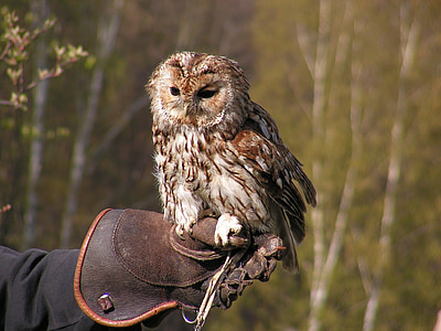 brown and white owl selective focus photography thumbnail