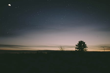 silhouette of tree at night thumbnail