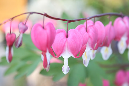 Lamprocapnos Spectabilis, Herzerlstock thumbnail