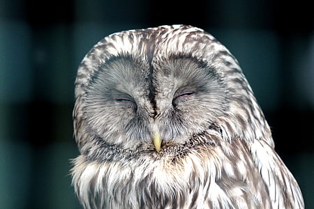 closeup photo white and gray owl thumbnail