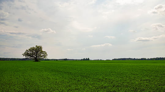 Photography of Tree in a Field thumbnail