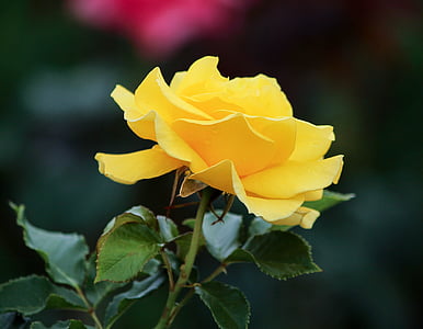 closeup photography of yellow rose flower thumbnail