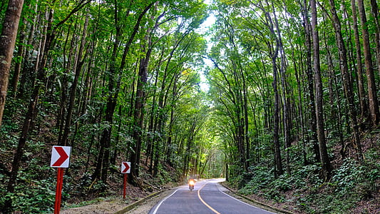 road between tall trees at daytime thumbnail