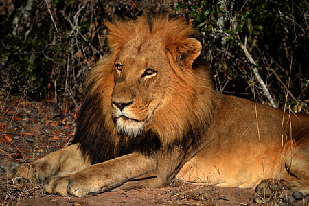 adult lion lying on ground thumbnail