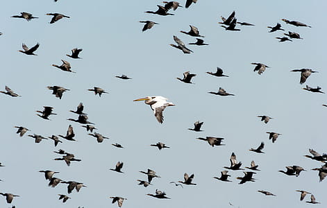 White Pelican Flying Near Flock of Flying Cormorants Under Blue Sky thumbnail
