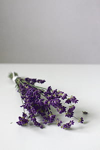 purple petaled flower on white surface thumbnail
