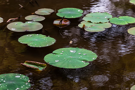 green lily pads thumbnail